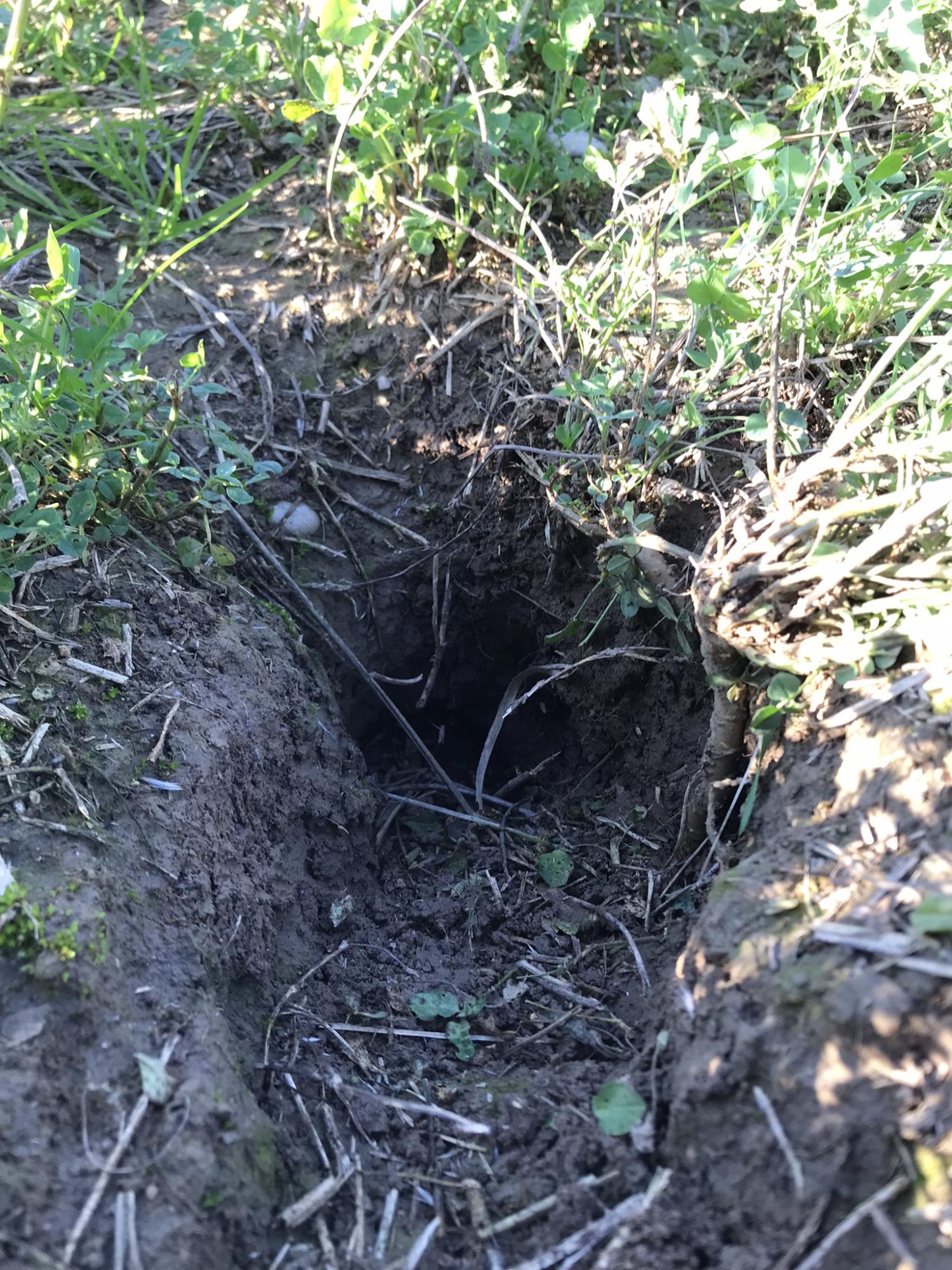 A hole, dug by a badger, inside a cultivation of clover.JPEG